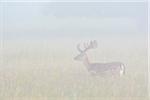 Fallow Deer (Cervus dama)standing in field on misty morning, Hesse, Germany, Europe