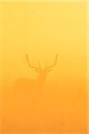 Fallow Deer (Cervus dama) standing in field on misty morning at sunrise, Hesse, Germany, Europe