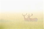 Two Fallow Deer (Cervus dama) standing in field on misty morning, Hesse, Germany, Europe