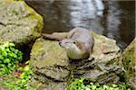 European Otter (Lutra lutra) on Rock in Spring, Bavarian Forest National Park, Bavaria, Germany
