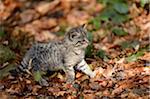 Portrait of European Wildcat (Felis silvestris silvestris) Kitten in Forest in Spring, Bavarian Forest National Park, Bavaria, Germany