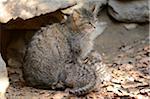 Portrait of European Wildcat (Felis silvestris silvestris) Mother with Kittens in Forest in Spring, Bavarian Forest National Park, Bavaria, Germany