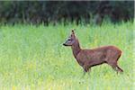 European Roe Buck (Capreolus capreolus) in Summer, Hesse, Germany