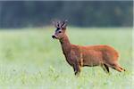 European Roe Buck (Capreolus capreolus) in Summer, Hesse, Germany