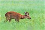 European Roe Buck (Capreolus capreolus) in Summer, Hesse, Germany