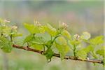 Close-up of Buds of Grapevine in Spring, Styria, Austria