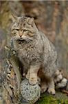 Portrait of European Wildcat (Felis silvestris silvestris) in Forest in Spring, Bavarian Forest National Park, Bavaria, Germany