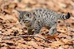 European Wildcat (Felis silvestris silvestris) Kitten in Forest in Spring, Bavaria Forest National Park, Bavaria, Germany