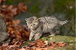 Portrait of European Wildcat (Felis silvestris silvestris) Kitten in Forest in Spring, Bavarian Forest National Park, Bavaria, Germany