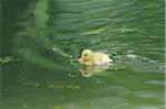 Close-up of a Long Island duck (Anas platyrhynchos domestica or Anas peking) duckling in spring, Bavaria, Germany