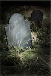 Close-up of blank grave stone in an overgrown cemetery.