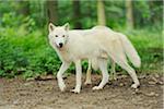 Close-up of a Arctic wolf (Canis lupus arctos) in a forest in early summer, Wildlife Park Old Pheasant, Hesse, Germany