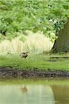 Close-up of Egyptian goose (Alopochen aegyptiaca) on a meadow in early summer, Wildpark Alte Fasanerie Hanau, Hesse, Germany