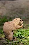 Close-up of a black-tailed prairie dog (Cynomys ludovicianus) in spring, Bavaria, Germany