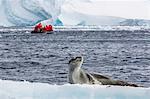 Adult leopard seal (Hydrurga leptonyx) on ice floe in Cierva Cove, Antarctica, Polar Regions