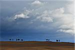 Field with Pine and Cypress Trees and Storm Clouds, San Quirico d'Orcia, Val d'Orcia, Province of Siena, Tuscany, Italy