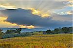 Countryside with Vineyard in Autumn, Montalcino, Province of Siena, Tuscany, Italy