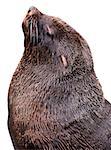 A brown fur seal, also known as the Cape fur seal, South African fur seal and the Australian fur seal