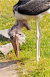A shot of a marabou stork (a large wading bird)