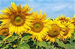 Fresh sunflower on the farming of summer time.