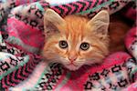 Little red kitten lies in knit sweater