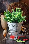 Rustic gardening tools and candle on the old wooden board in the garden.