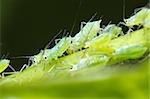 Infestation of Aphids on a morning glory plant