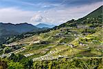 Japanese rice terraces at Maruyama-senmaida, Kumano, Japan.