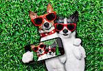 couple of dogs in love very close together lying on grass taking a selfie