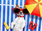 dog lying on fancy towel under the umbrella and with red sunglasses on sun tanning