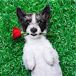 dog with rose in mouth, while lying on grass  in a park looking pretty cute