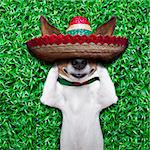 dog taking a siesta on an empty meadow with mexican sombrero  chilling out