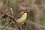 yellow wagtail warble in Danube Delta, Romania