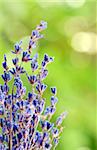 Lavender herb blooming in a garden