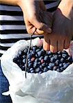 Young girl visiting a blueberry farm, hold bucket of fresh picket bluberries.  Her hand is dropping new berries into the plastic white bucket.