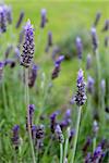 Lavandula dentata is a species of lavender, one of several species known also by Lavandula stoechas. Is native to the Mediterranean, the Atlantic islands and the Arabian peninsula. It is commonly grown as an ornamental plant and its essential oil is used in perfumes.