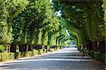 Walkway under a green natural tunnel