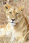 A lion (Panthera leo) on the Maasai Mara National Reserve safari in southwestern Kenya.