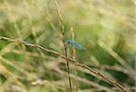 The common damselfly, a carnivorous insect, eats its prey - a fly - as it holds onto a grass stalk