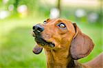 Portrait of a dachshund dog in a park