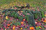 Old tree stump covered with green moss and surrounded by fallen red, yellow and orange leaves in autumn.