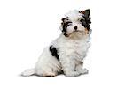 cheerful little tricolor puppy on a white background