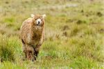 Alpacas in Ecuador