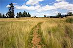 A trail through a scenic grassland area in the Pacific Northwest