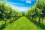 Green vineyard's  rows  landscape