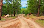 Cows pasturing in the pine forest