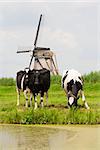 Dutch cows in the meadow near a traditional windmill in Groot-Ammers, the Netherlands