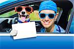 dog in a car looking through window with Driving instructor showing a blank and empty  drivers license