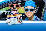 dog in a car looking through window with Driving instructor showing  the drivers license