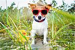 dog sitting with plastic rubber duck at the beach with grass  as background